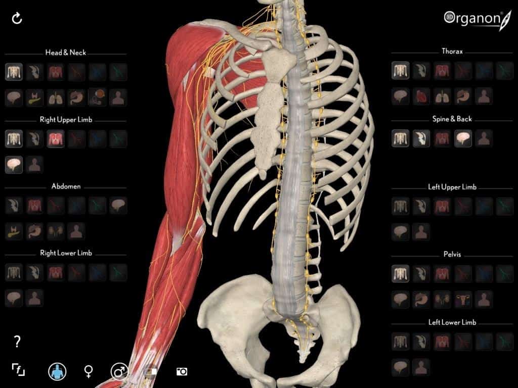 3D Organon VR